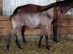 Mei Bartender JW <BR> AQHA 5956043